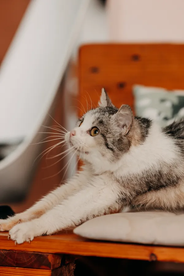 Kot do adopcji, Czartki, 3 kwietnia 2026 (2/5)