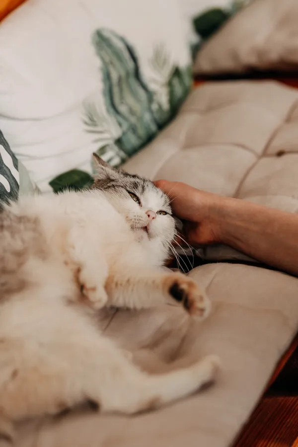 Kot do adopcji, Czartki, 3 kwietnia 2026 (3/5)