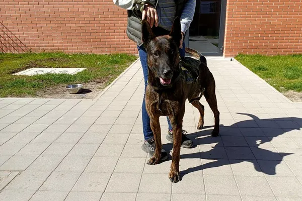 Znaleziono psa, Wałbrzych, 2 kwietnia 2026 (1/2)