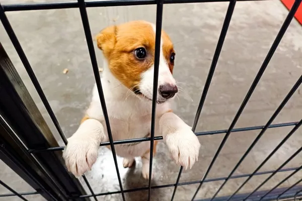 Znaleziono psa, Wałbrzych, 1 kwietnia 2026