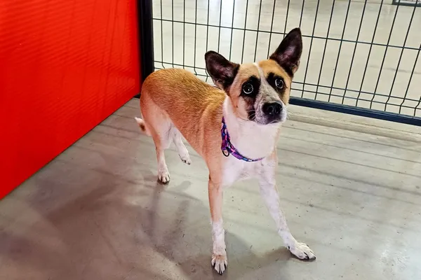 Znaleziono psa, Wałbrzych, 30 marca 2026