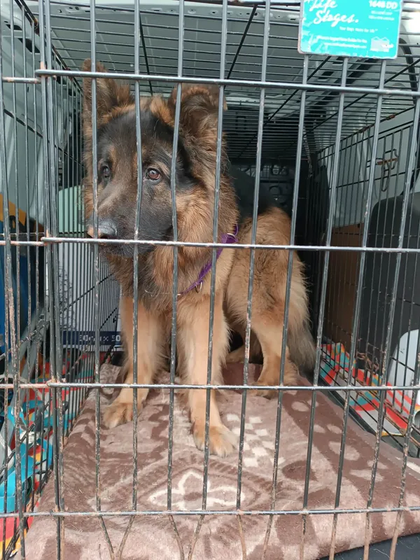 Znaleziono psa, Sosnowiec, 30 marca 2026