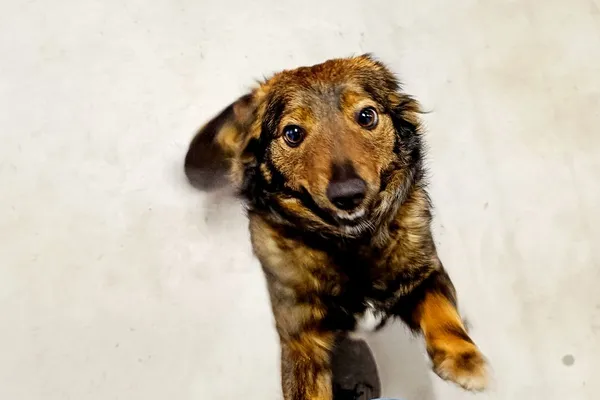 Znaleziono psa, Wałbrzych, 30 marca 2026 (1/2)