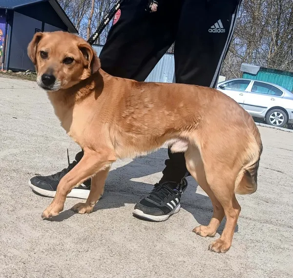 Znaleziono psa, Pieckowo, 31 marca 2026 (1/2)