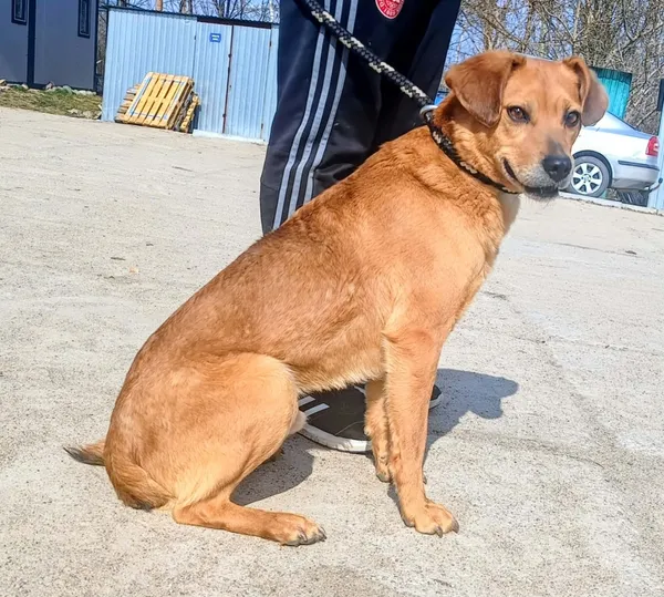 Znaleziono psa, Pieckowo, 31 marca 2026 (2/2)