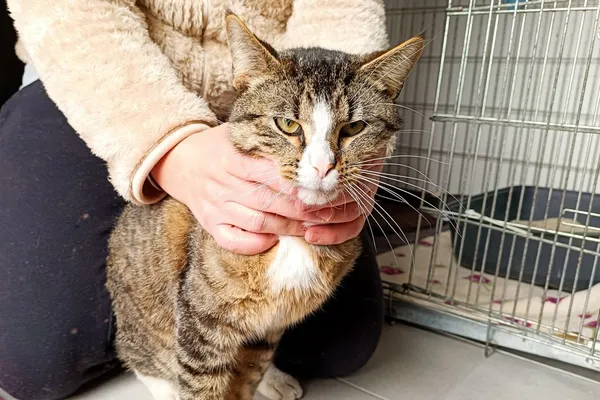 Znaleziono kota, Wałbrzych, 27 marca 2026 (1/2)