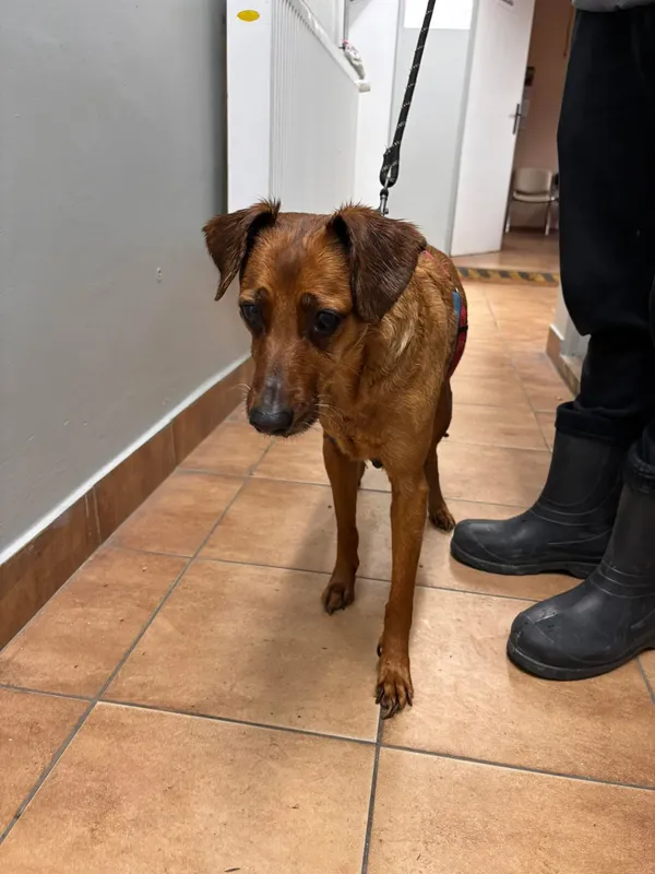 Znaleziono psa, Sosnowiec, 26 marca 2026