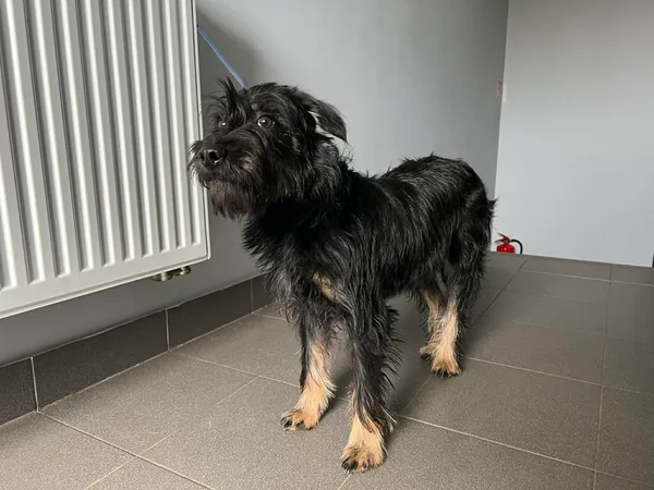 Znaleziono psa, Bydgoszcz, 28 marca 2026