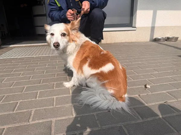 Znaleziono psa, Bydgoszcz, 28 marca 2026