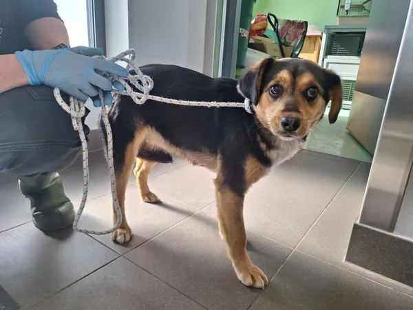 Znaleziono psa, Bydgoszcz, 27 marca 2026