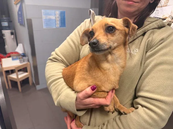 Znaleziono psa, Bydgoszcz, 25 marca 2026