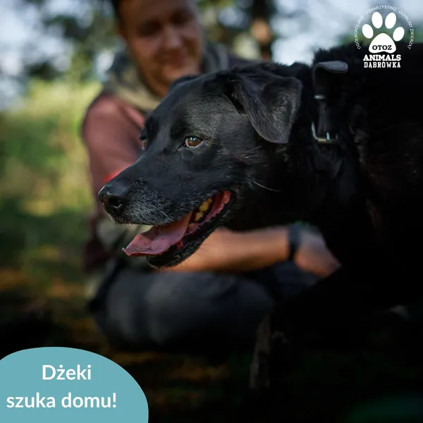 Pies do adopcji, Dąbrówka, 3 kwietnia 2026 (2/5)