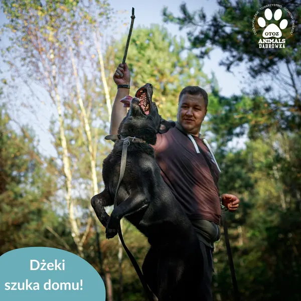 Pies do adopcji, Dąbrówka, 3 kwietnia 2026 (4/5)