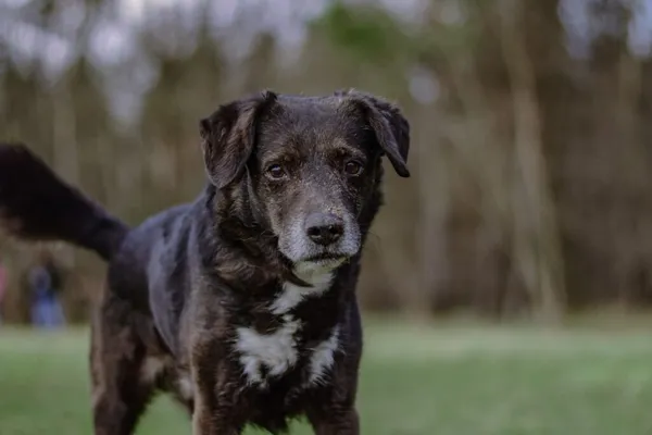 Pies do adopcji, Radom, 3 kwietnia 2026 (2/5)