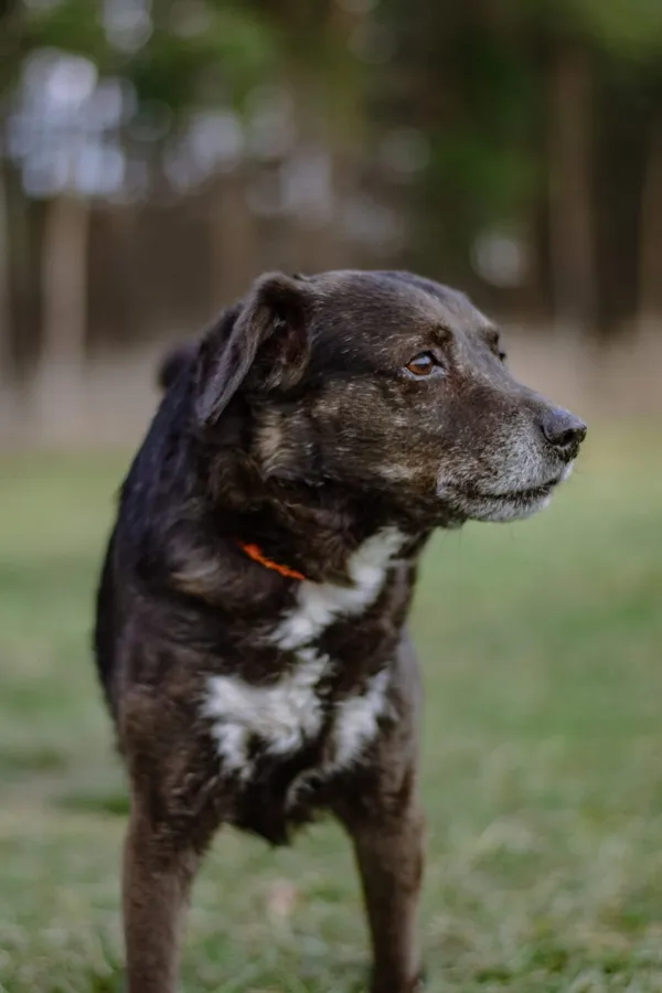 Pies do adopcji, Radom, 3 kwietnia 2026 (4/5)