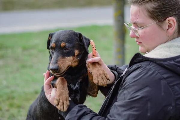 Pies do adopcji, Radom, 3 kwietnia 2026 (2/5)