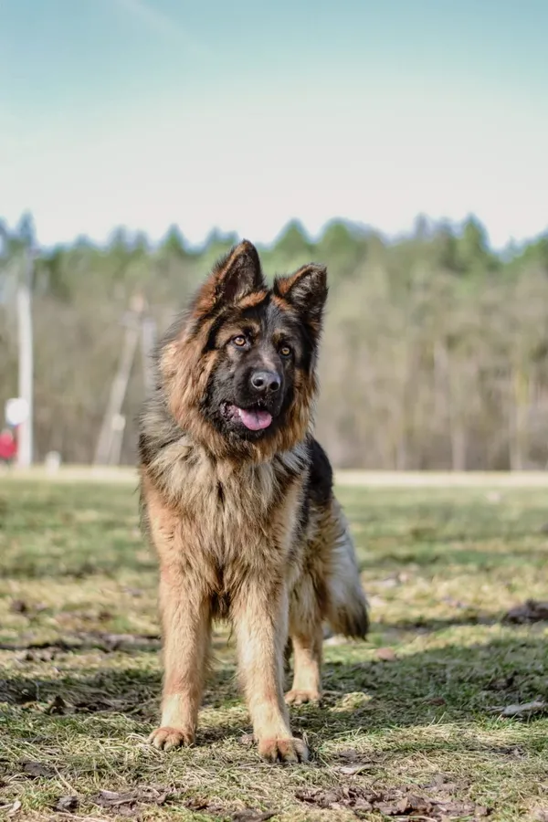 Pies do adopcji, Radom, 3 kwietnia 2026 (2/5)