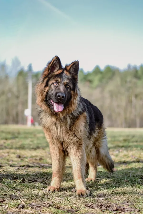 Pies do adopcji, Radom, 3 kwietnia 2026 (3/5)