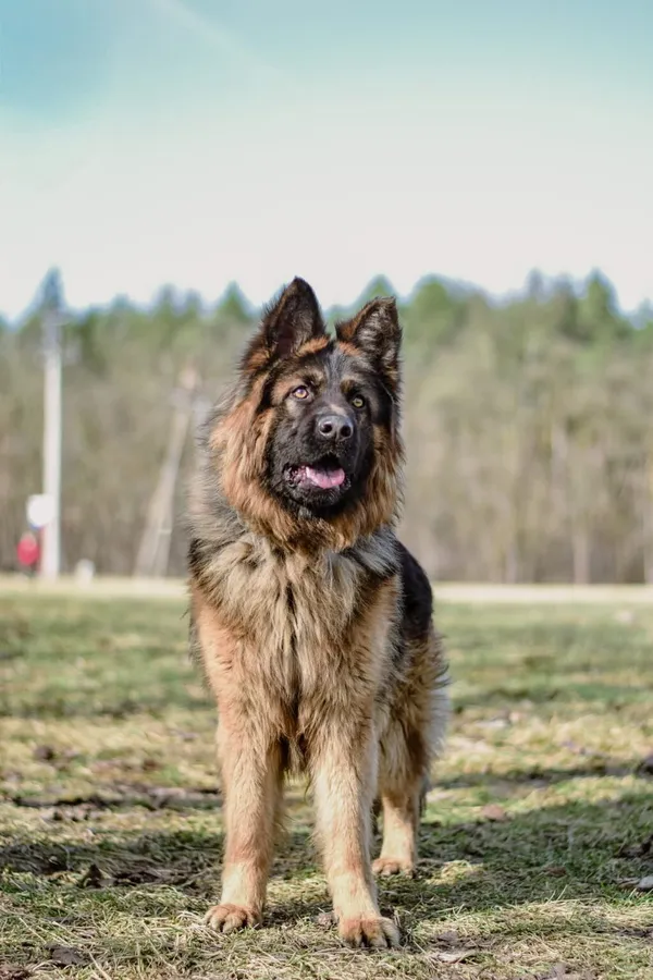 Pies do adopcji, Radom, 3 kwietnia 2026 (4/5)