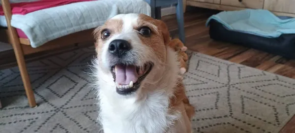 Pies do adopcji, Radom, 3 kwietnia 2026 (1/5)