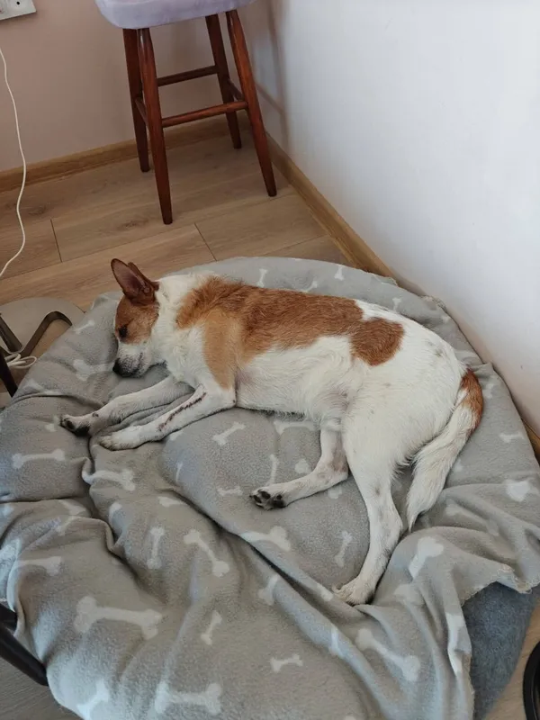 Pies do adopcji, Radom, 3 kwietnia 2026 (2/5)