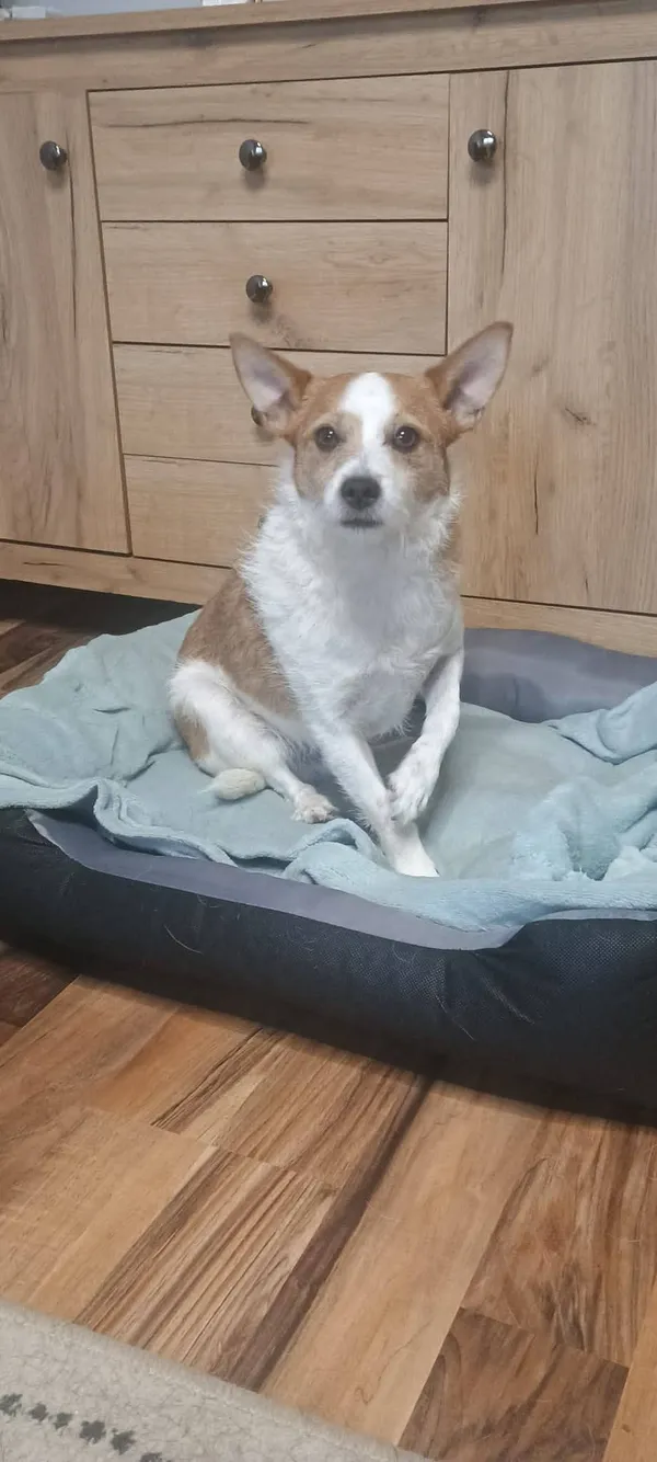 Pies do adopcji, Radom, 3 kwietnia 2026 (3/5)