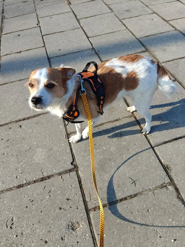 Pies do adopcji, Radom, 3 kwietnia 2026 (5/5)