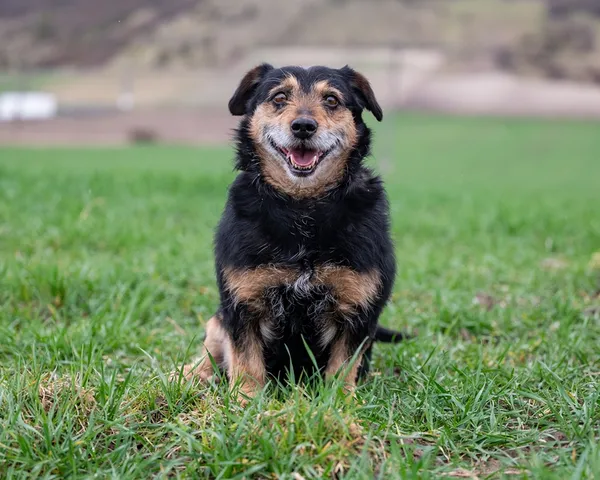 Znaleziono psa, Racławice, 29 marca 2026 (1/5)