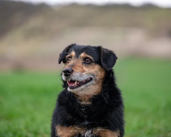 Znaleziono psa, Racławice, 29 marca 2026 (4/5)