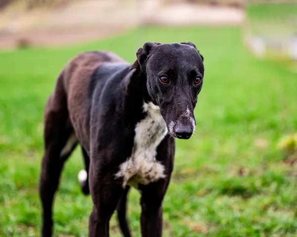 Znaleziono psa, Racławice, 29 marca 2026 (2/5)