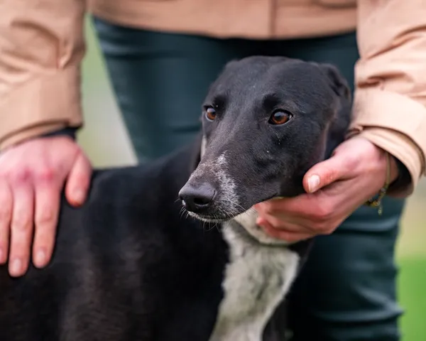 Znaleziono psa, Racławice, 29 marca 2026 (5/5)