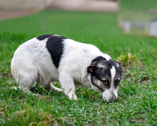 Znaleziono psa, Racławice, 28 marca 2026 (5/5)