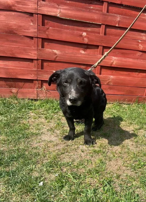 Znaleziono psa, Czartki, 3 kwietnia 2026