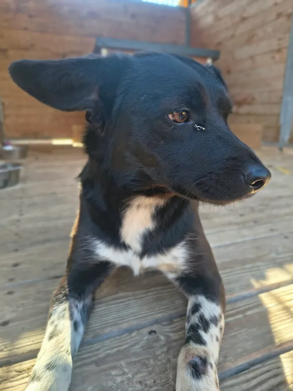 Pies do adopcji, Orzechowce, 3 kwietnia 2026 (3/5)