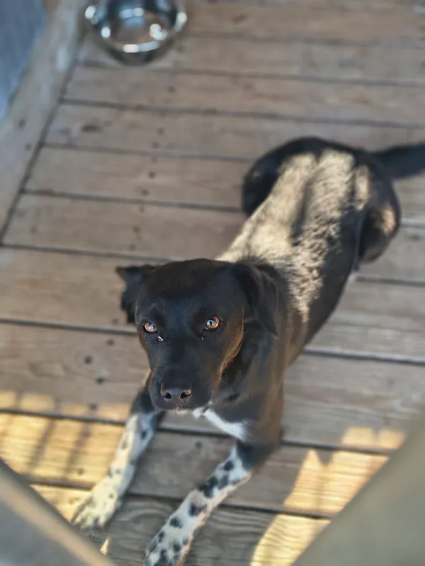 Pies do adopcji, Orzechowce, 3 kwietnia 2026 (5/5)