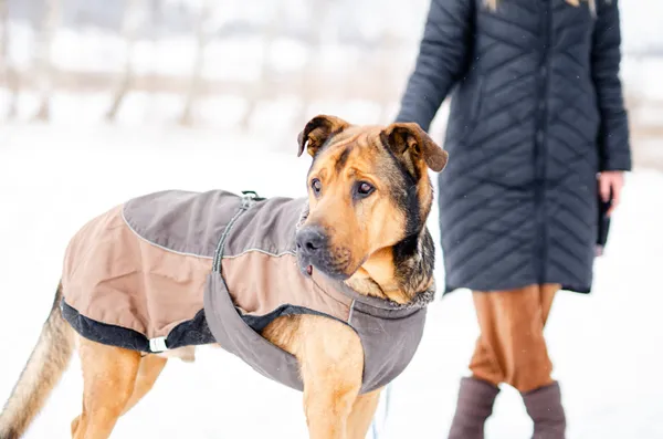 Oddam psa, Bartąg, 4 kwietnia 2026 (4/4)