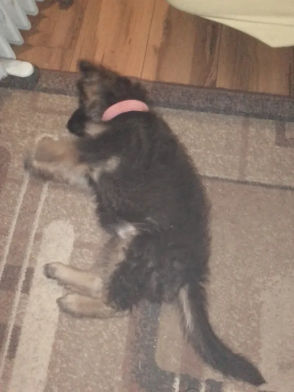 Zaginął pies, Łódź, 3 kwietnia 2026