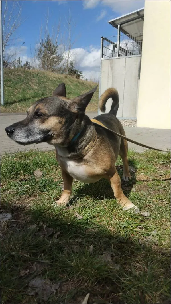 Znaleziono psa, Grudziądz, 4 kwietnia 2026