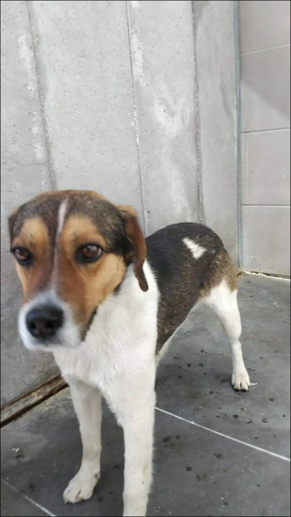 Znaleziono psa, Grudziądz, 4 kwietnia 2026