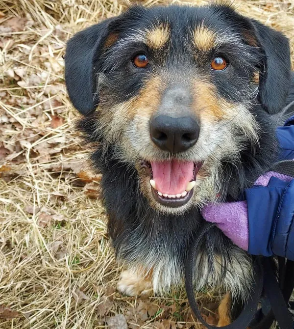 Pies do adopcji, Konin, 3 lutego 2026 (1/2)