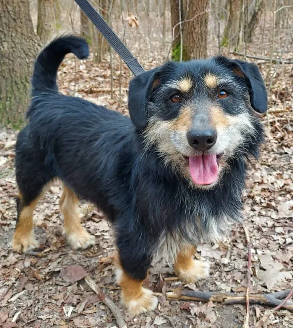 Pies do adopcji, Konin, 3 lutego 2026 (2/2)