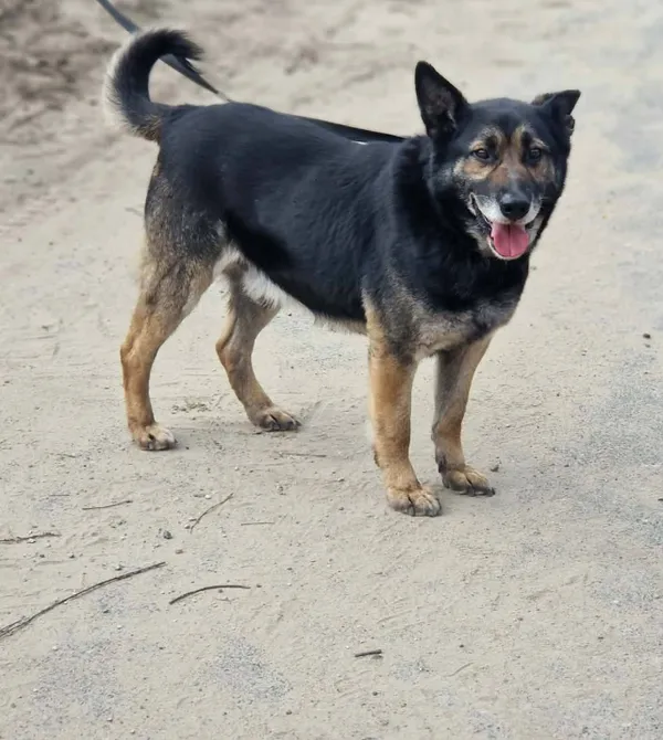 Pies do adopcji, Konin, 16 lutego 2026 (1/2)