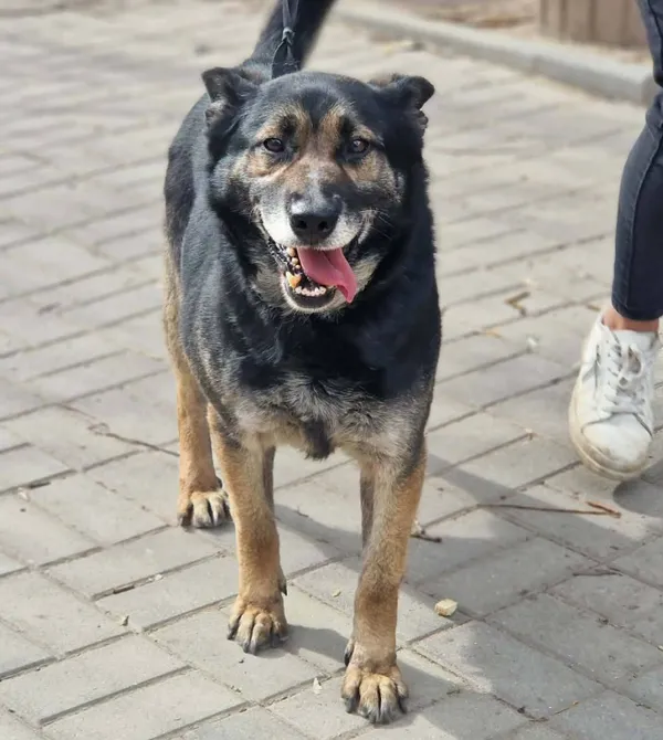 Pies do adopcji, Konin, 16 lutego 2026 (2/2)