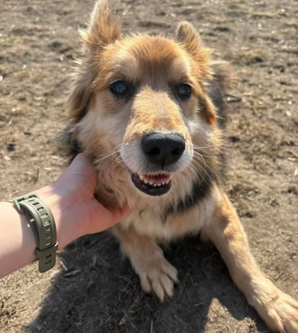 Pies do adopcji, Konin, 15 stycznia 2026 (1/3)