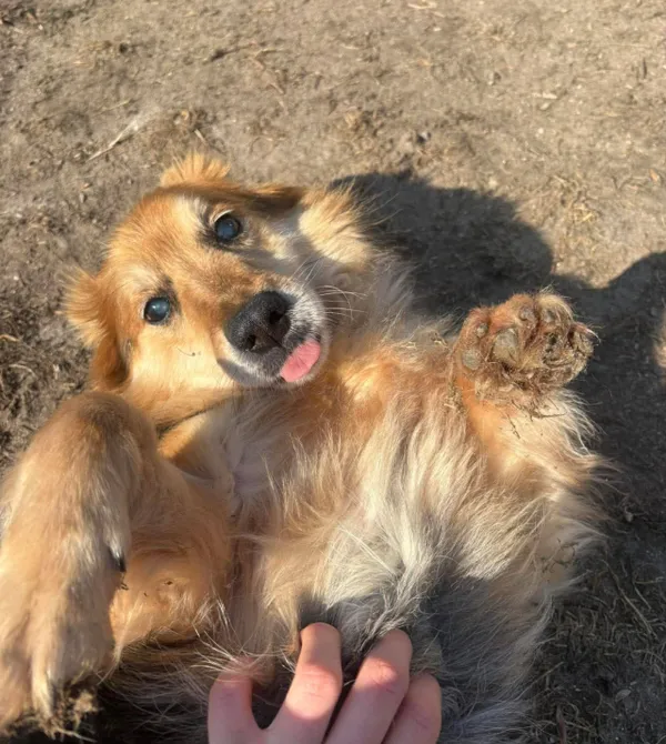 Pies do adopcji, Konin, 15 stycznia 2026 (2/3)