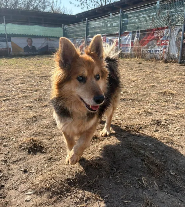 Pies do adopcji, Konin, 15 stycznia 2026 (3/3)