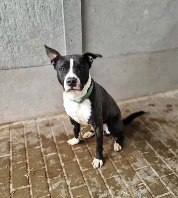 Pies do adopcji, Konin, 23 lutego 2026 (1/2)