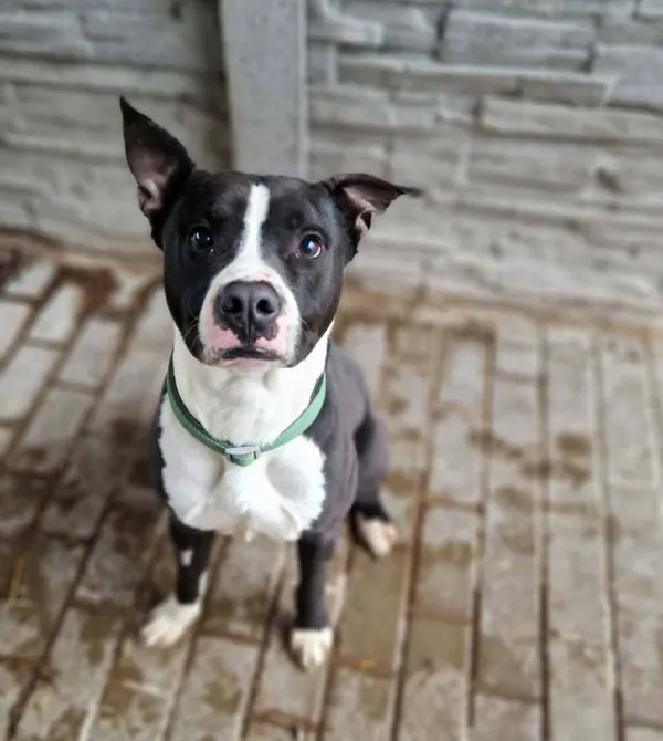 Pies do adopcji, Konin, 23 lutego 2026 (2/2)