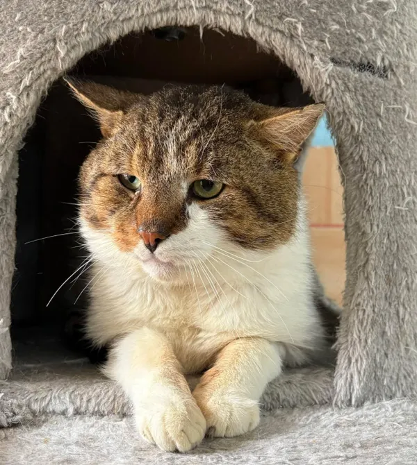 Kot do adopcji, Konin, 15 lutego 2026