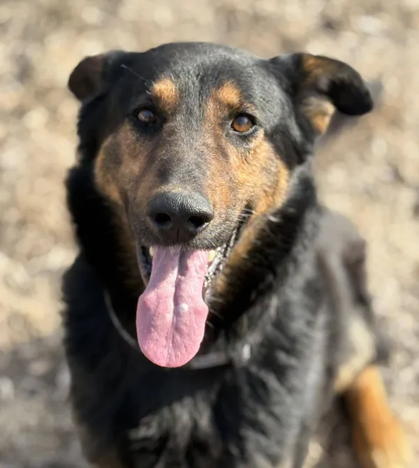 Pies do adopcji, Konin, 3 lutego 2026 (1/2)